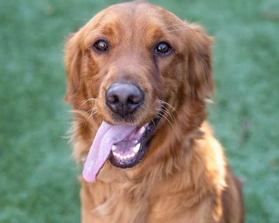 Child. Red/golden/orange/chestnut. Penny is a gorgeous purebred golden retriever of 10 months old. She is a bit shy at first but a real lover, she is calm and easy going, crate trained and good on a leash. She loves people and dogs, no issues at all. She need people to work from home or be retired, a yard is a must for her. If interested go to www.arrfsandiego.org and fill out the adoption appl...