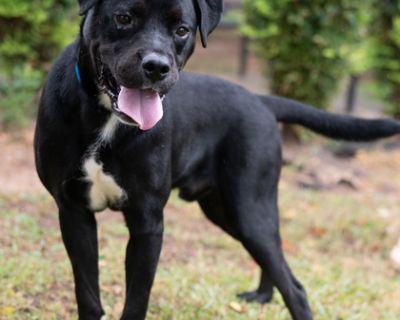 Kurt-AVAILABLE BY APPOINTMENT - Labrador Retriever Mix Male Dog for Adoption