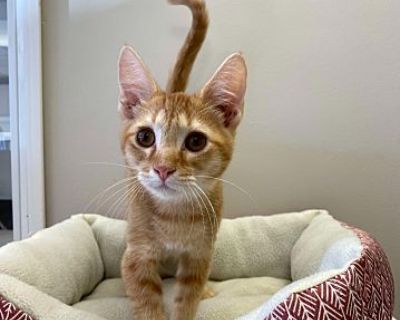 Theodore - Domestic Shorthair Male Cat for Adoption