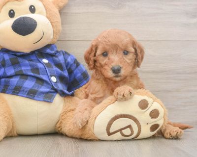 CRUSH - Mini Goldendoodle Female Puppy for Sale