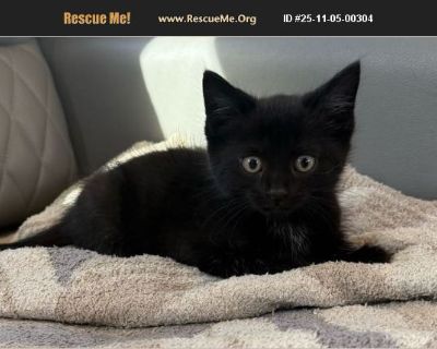 Dragon - Male Kitten Domestic Cat for Adoption
