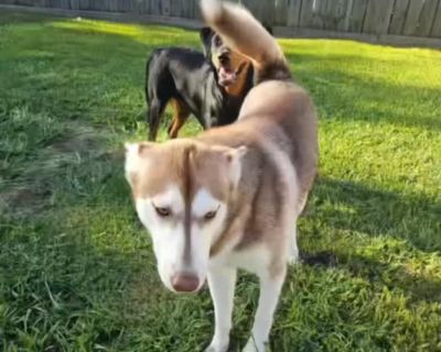 Ginger - Siberian Husky Female Dog for Adoption