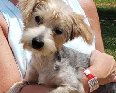 Kevin - Yorkie, Yorkshire Terrier Female Puppy for Adoption