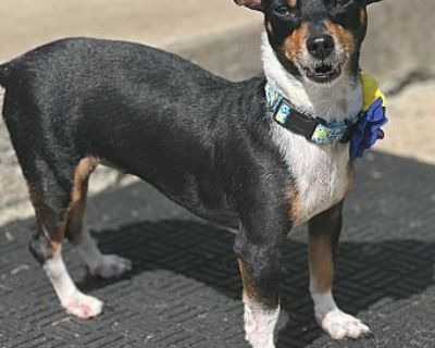 Lorena - Dachshund/Rat Terrier Mix Female Dog for Adoption