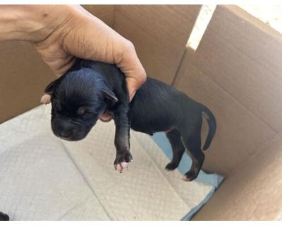 A623836 - Belgian Malinois Male Puppy for Adoption