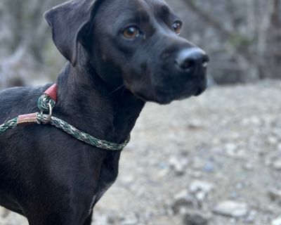 Dixie - Labrador Retriever & Blue Lacy Mix Female Dog for Adoption