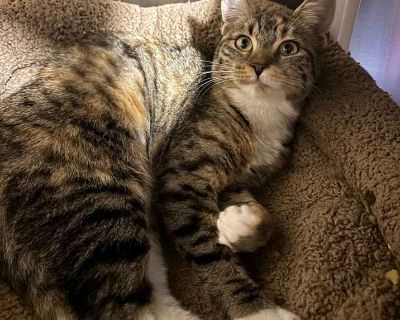 Young. Cream or ivory. Microchipped. Ivy is a warm, welcoming companion who instantly makes people feel at home. She s a champion lounger and an enthusiastic purr machine, once she s settled in, she ll happily hum with contentment for as long as you ll enjoy her company. Whether she s stretched out in a cozy spot or leaning in for gentle affection, Ivy brings an easygoing, heart-melting charm t...