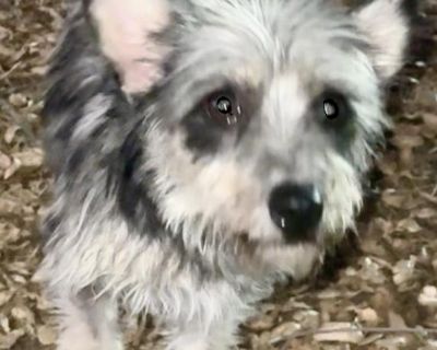 Dog s location So California. Inquire about current location. Available for Transport. (If this ad is running the dog is available). Video link below. 1) If you are outside of SoCal you are welcome to either travel to the location or choose low cost long distant transport with commitment. We conduct virtual meetings, video calls & provide recent videos. 2) If you are in SoCal be prepared to tra...