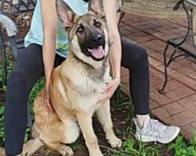 Leo - German Shepherd Dog Male Puppy for Adoption