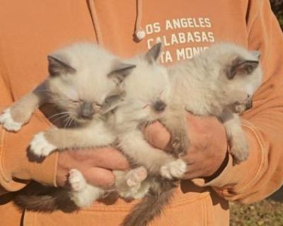 Show quality. Champion bloodlines. Not registered. Kittens will have veterinary exam and vaccines/deworming done before going home. Always Raised underfoot and lovingly socialized. We have a gorgeous set of seal point Ragdoll s which are expected to be super fluffy, sapphire blue eyes, ready to go. Please send over text to 973-888-3252 for quickest response and more information. Thank you!