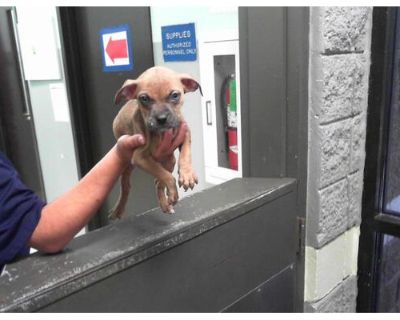 MARY - Boxer Female Puppy for Adoption