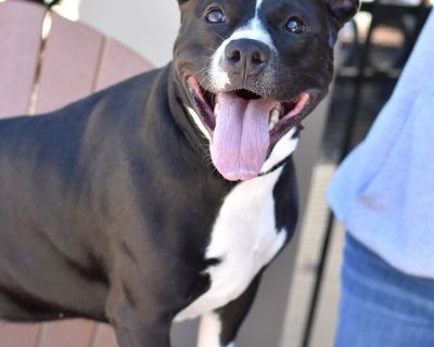 Friggie - Pit Bull Terrier & Boxer Mix Female Dog for Adoption