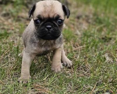 Acadia - Female Pug Puppy for Sale