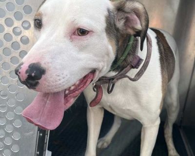 Dancer - Terrier (Unknown Type, Medium) Female Dog for Adoption