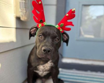 ***Please note, once completing the initial screen you will be connected with the placement for a video chat. Transports run every few weeks and we will have the dog on the next available transport once approved. If you are not able to accept a dog until a specific time period, please apply at that time*** We are a volunteer run rescue and donate our time to these dogs. IF you are not serious a...