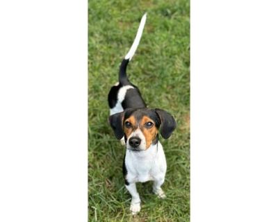 Bolt - Beagle/Mixed Breed (Medium) Mix Male Dog for Adoption