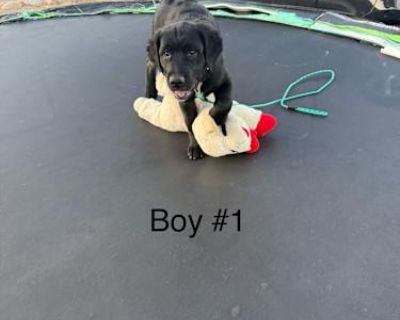 Puppies (2 boys and 2 girls) - Golden Retriever Male Puppy for Adoption