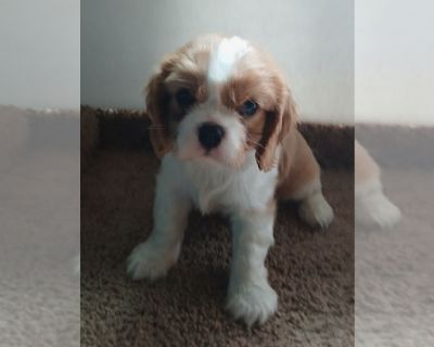 Edward - Cavalier King Charles Spaniel Male Puppy for Sale