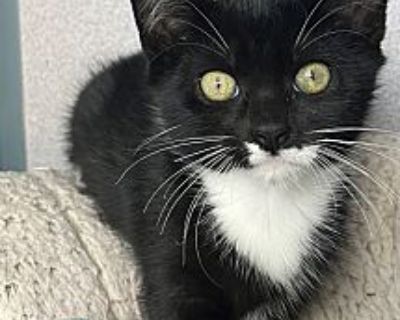 Annabeth - Domestic Shorthair Female Cat for Adoption