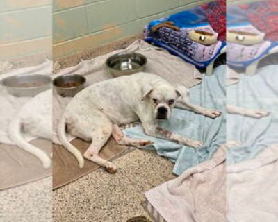 Levi II - Silver Heart - Male Boxer Adult Dog for Adoption