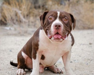 Tank - Male Puppy American Staffordshire Terrier for Adoption