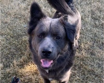 Baldur is black haired chow chow mix dog born in November 2022. He is very affectionate and protective of friends and is cautious of strangers. He enjoys laying down and playing tug of war with other pups. May try to steal food from others dogs if not watching him. He is very relaxed and likes to follow people around the house to lay next to them. He needs a good home that doesn't leave him by ...