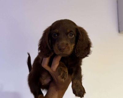 Snickers - 8 Weeks Male Dachshund Puppy for Sale