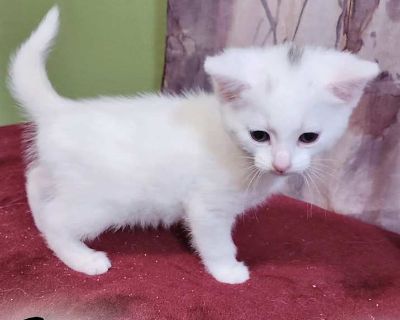 Star - Domestic Shorthair Female Kitten for Adoption