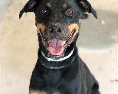 HI - I'M PHOENIX! I'm a handsome, healthy and rugged 9-1/2-year-old Rottie-Dobie mix in need of a foster or forever home. I lost my previous foster home due to no fault of mine, and I really miss having people around to snuggle in the evenings. A little bit about me: I was rescued from a shelter a couple years ago, where I was a shelter favorite, and am currently waiting for someone to adopt me...