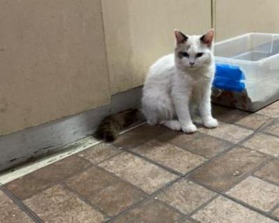 Household pet. Not registered. My kitten just received her 2nd vaccine shot and deworming. She able to eat wet and dry food angld litter train anyone interested to rehome my kitten just let me know.