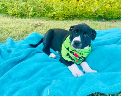 Mica - Black Labrador Retriever Mix Male Puppy for Adoption