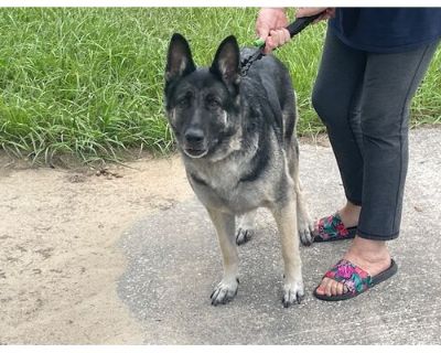 HALO - German Shepherd Dog Female Dog for Adoption