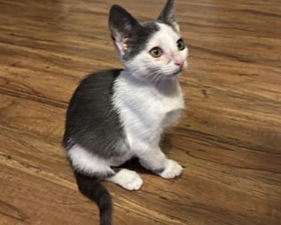 Lovie - Domestic Shorthair Female Kitten for Adoption