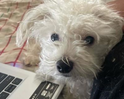 If a teddy bear, a minion, and your most devoted fan club merged into one tiny creature, the result would be Kevin. This six-year-old, six-pound toy poodle mix is a walking cloud of white curls, black button eyes, and pure affection basically, a stuffed animal that runs on love and mild chaos. Kevin takes his role as your personal entourage very seriously. Whether you re grabbing coffee, brushi...