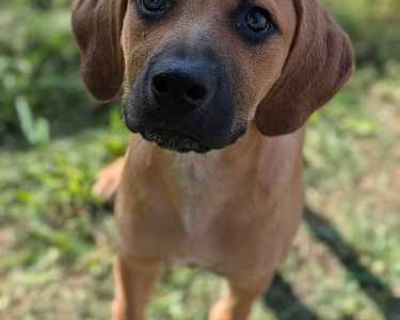 Magenta - Mixed Breed (Medium) Female Puppy for Adoption