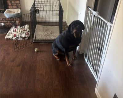 Diesel - Male Puppy Rottweiler for Adoption