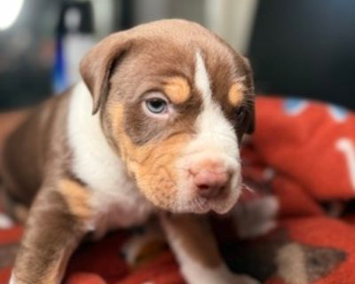 5 Weeks Old * Size at Maturity: Large * Show Potential: Yes * Availability Date: 10/31/2025 * Shipping Area: Pick Up Only * Payment Method: Paypal, Cash *. Brown/Tan/White tri-color boy full blood xl bully Items Included: Current Vaccinations