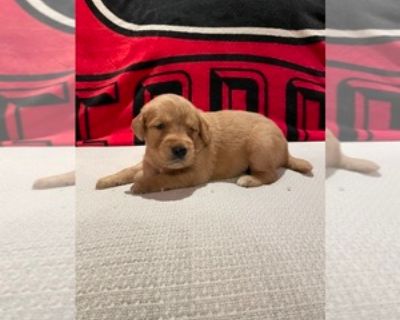 4 Weeks Old * Size at Maturity: Large * Availability Date: 11/21/2025 * Shipping Area: Pick Up Only * Payment Method: Money Order/Cashier's Check, Paypal, Cash *. This adorable Golden Retriever puppy has been lovingly raised in our home with three children, making him well-socialized, gentle, and full of playful energy. He is up to date on all vaccinations, has been vet checked, and both of his...