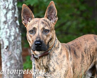 Bowser #16510 - Dutch Shepherd/Pit Bull Terrier Mix Male Dog for Adoption