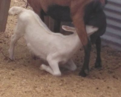 3 month hand raised wether, saunin/Nubian, loves to walk and hang out with you, getting truck riding trained, will walk on leashes, extra special attention to family lifestyles as a pet, trained to eat yard weeds, Name is Lieutenant J. Dangles, has saunin waddles on neck and has his horns(will not remove them) donkey, chicken ,friendly, completely white as snow and sweet as pie, loves to run n ...