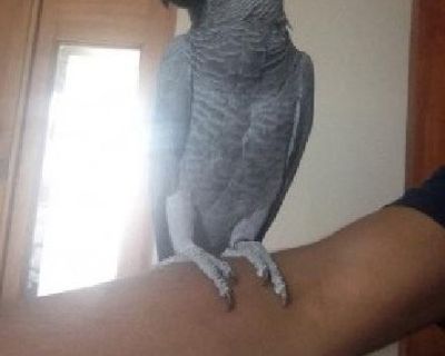 Lovely Congo African Grey Parrots With large Cage in Saint Matthews, KY
