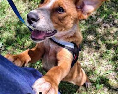 Clover - Australian Cattle Dog/Shepherd (Unknown Type) Mix Female Dog for Adoption