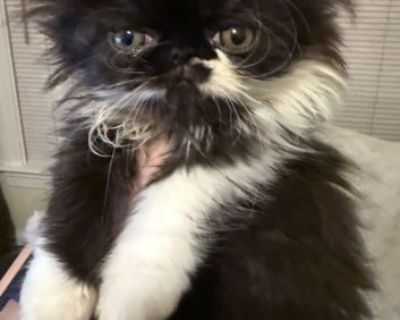 I have two male Persian kittens available. 

These kittens are well socialized around other cats and raised underfoot with children in a cage-free environment. They love to be held and snuggled. Our kittens are very playful and will be a great addition to the family!

They have received one set of shots (vaccines, dewormed, and vet checked) and are ready to go to their new home after 11/14/25.
...