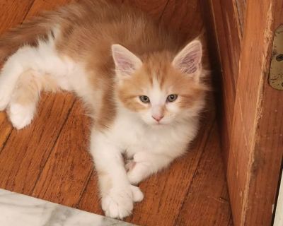 Large maine coon kittens