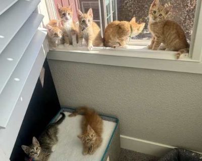 Despite her big name, Moose is one of the smaller kittens in the litter. For such a tiny body, though, she has a very healthy love of food, which is honestly kind of adorable. Moose enjoys her meals, then is perfectly happy to curl up and nap it off. She plays and wrestles with her siblings like a normal kitten, but she s not the wildest of the bunch, she s nicely middle-of-the-road.. Shots cur...