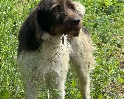 Suzie NEEDS FOSTER (Essie - Wirehaired Pointing Griffon Female Dog for Adoption