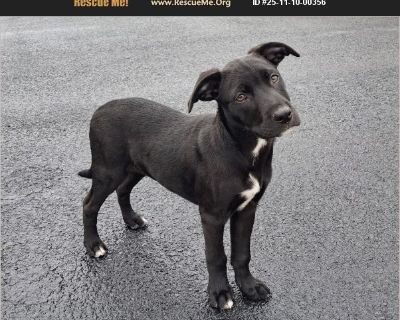 Meet Midnight - Your Little Ray of Moonlight! If you're searching for a sweet, snuggly pup to brighten your days, Midnight is ready to make your world glow! This 15-week-old, 16 lb mixed-breed cutie has a sleek, shiny black coat and the sweetest personality to match. Midnight is dog- and kid-friendly, and he's even good with cats - though, like any puppy, he may try to play with them! He's a ge...