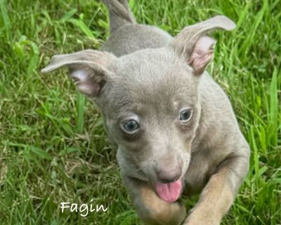 Fagin (MI) - Rat Terrier Male Puppy for Adoption