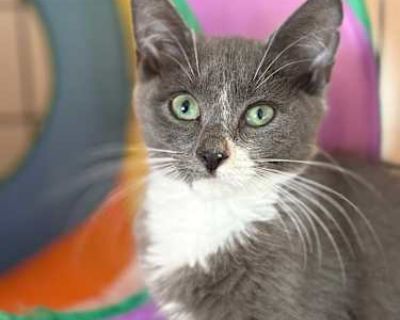 Meet Echo? This handsome gray and white guy has the most striking green eyes and a personality that s equal parts serious and sweet. Echo has a thoughtful, observant nature - he likes to assess the situation before diving in. But once he trusts you? Get ready for purrs, playful antics, and a loyal companion. Echo is fully socialized and friendly, though he carries himself with a certain dignifi...