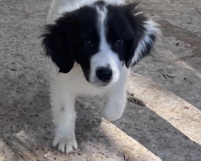 Hulk... More like HUNK! He is 11ish weeks old, up to date on all vaccines except rabies due to age, that is coming up in a week or so. He is soft as a cloud and sweet as pie. Hulk gets along great with all creatures and would make a wonderful addition to any type of family! Apply to learn more or to adopt him today! https://www.jotform.com/251497248399171. Out-of-town pets are cared for by non-...